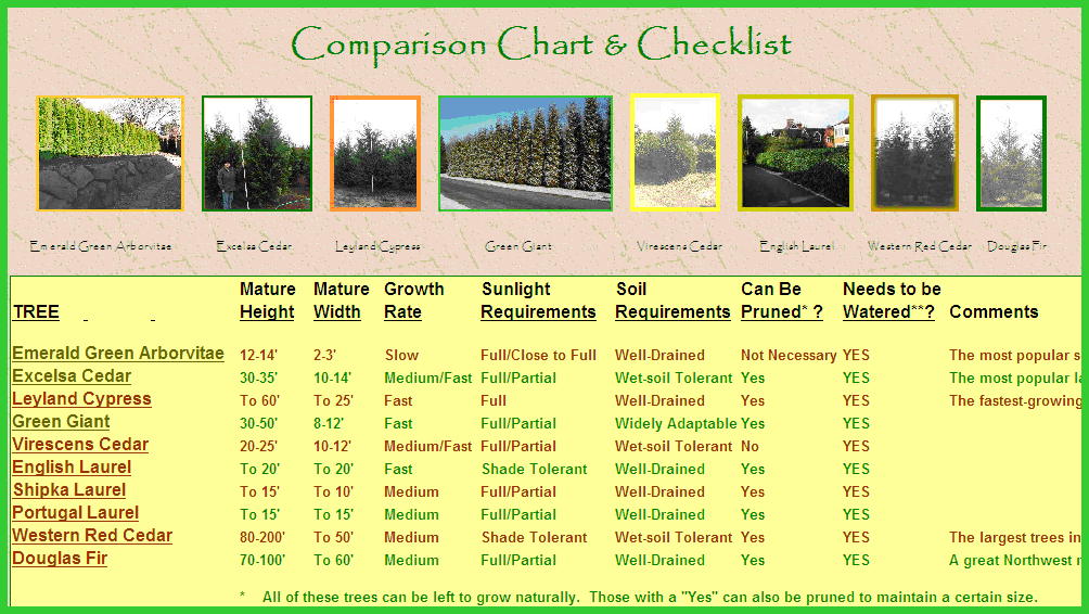 Tree Size Chart