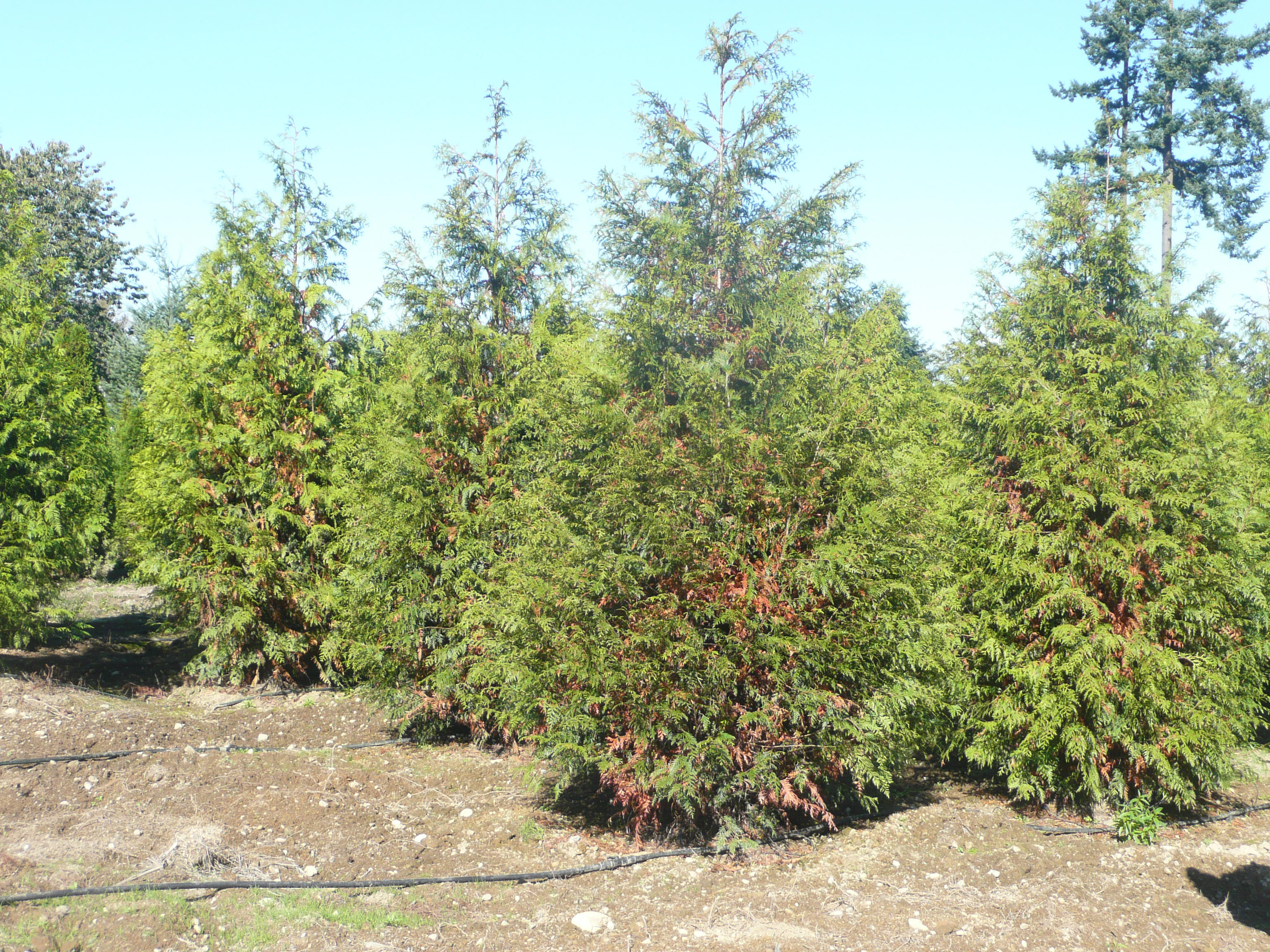 Mature Cedar Trees 52