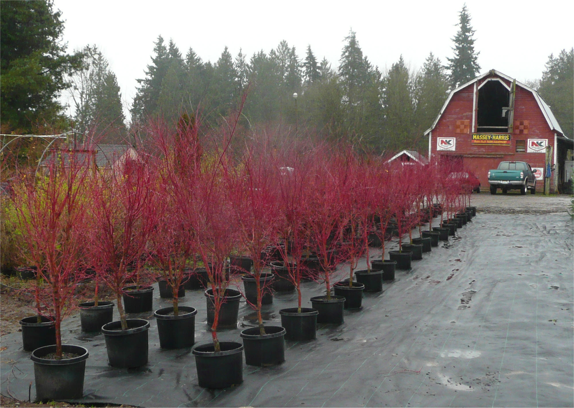 Japanese Maple Growth Chart