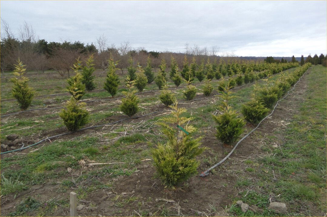 Gold Rider Cypress Gold Rider Cypress At Our River Growing Fields The Same Field In Spring 2017 And Summer