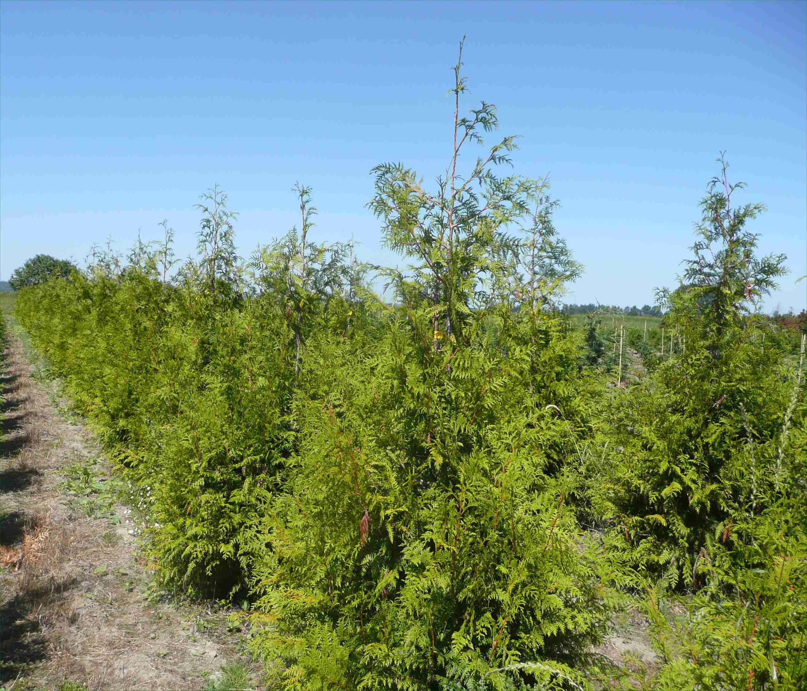 Arborvitae Size Chart