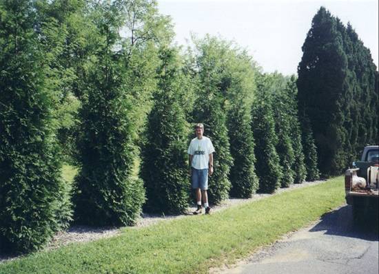 thuja green giant evergreen