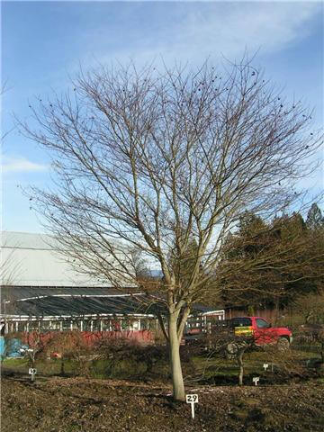 japanese maple bloodgood growth rate. Redleaf Japanese Maple Trees