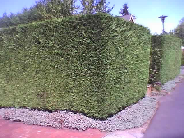 Leyland Cypress Trees Available In Washington State We Deliver And Plant Hedged Leyland Cypress