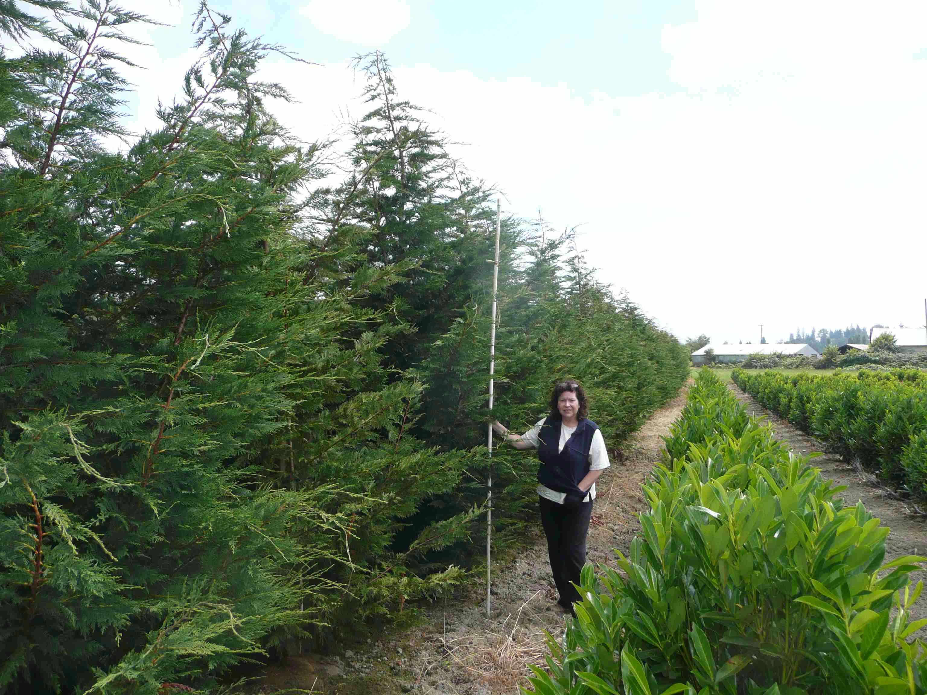 Leyland Cypress Trees Available In Washington State We Deliver And Plant Thousands Leyland Cypress At Our River Growing Fields