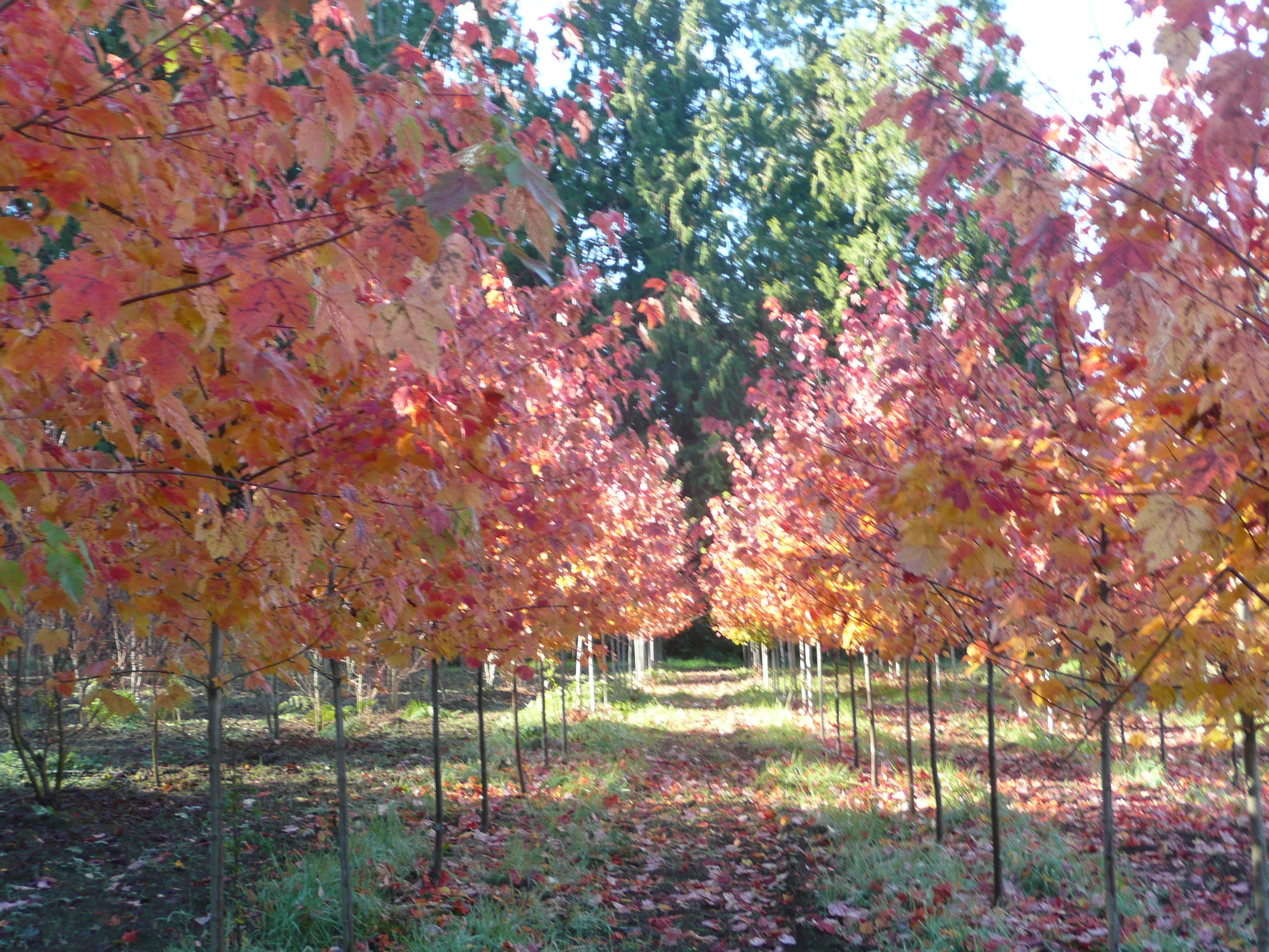 Red Maples October Glory Maples Growing At Our Nursery File Photo Of Showing Fall Colors