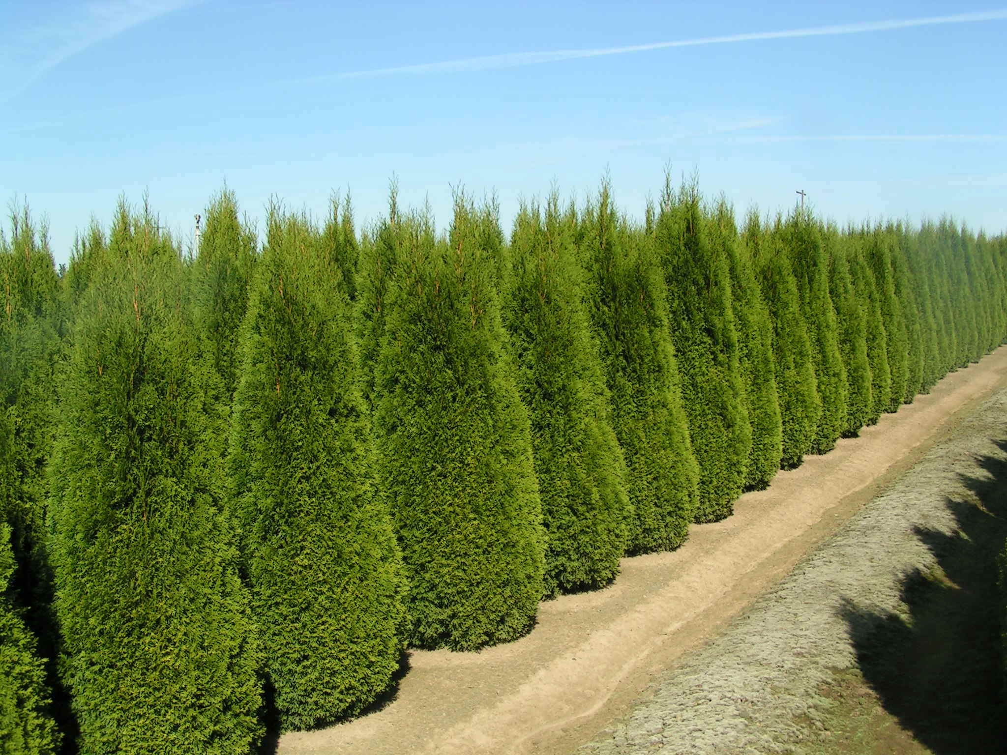 Emerald Green Arborvitae Trees