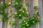 CLEMATIS TANGUTICA