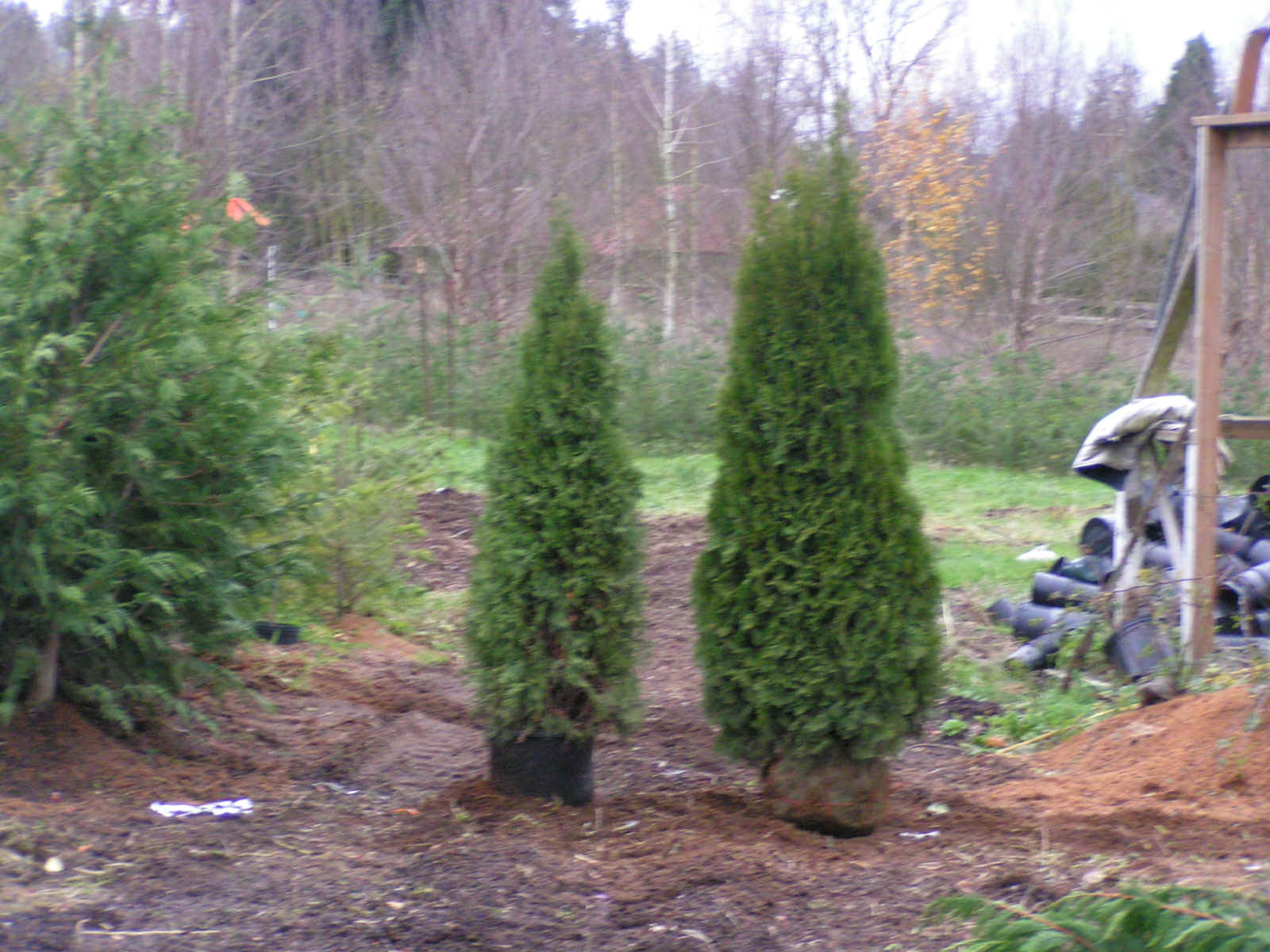 Arborvitae Size Chart