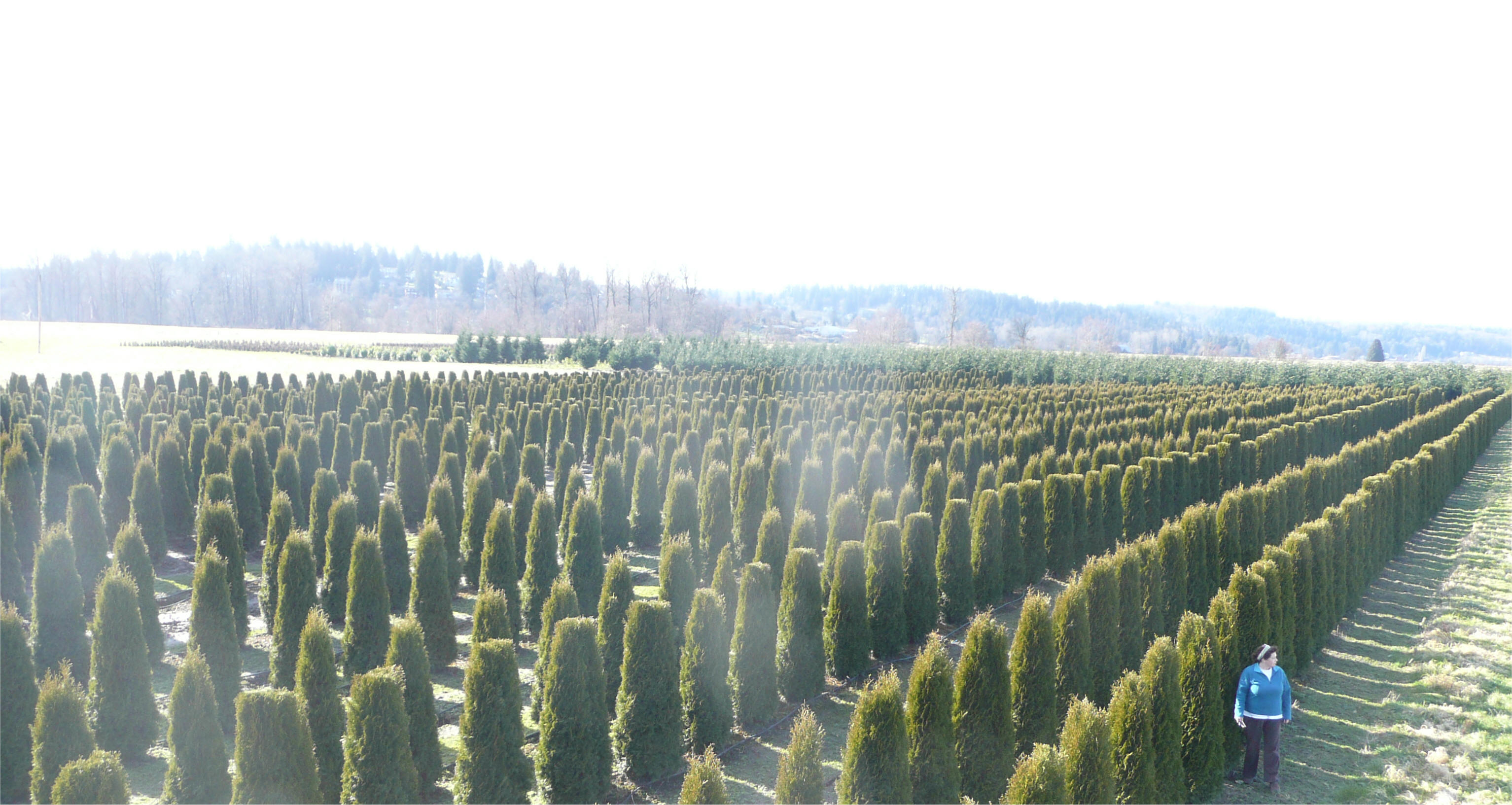 Emerald Green Arborvitae Growth Chart