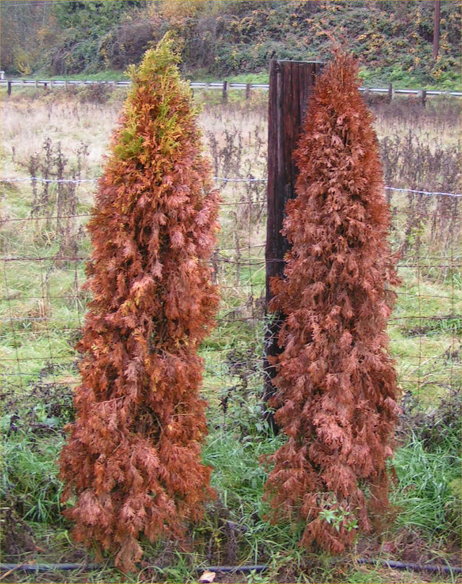 Arborvitae What you Need to Know Article
