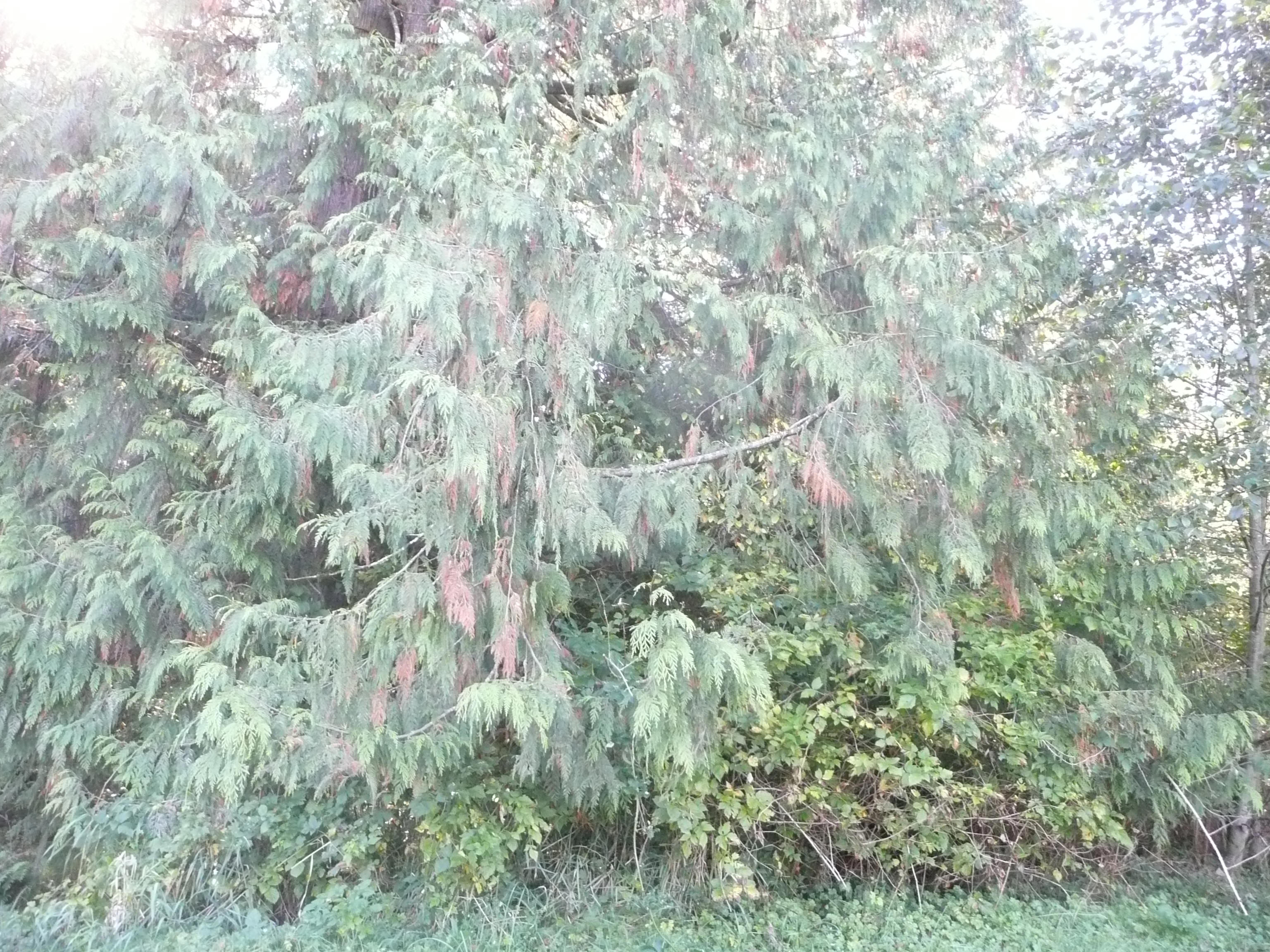 Emerald Forest Interior Foliage