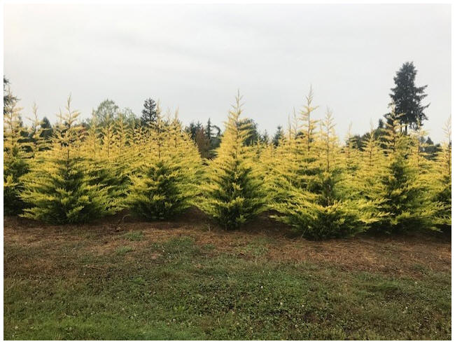 Gold Rider Cypress