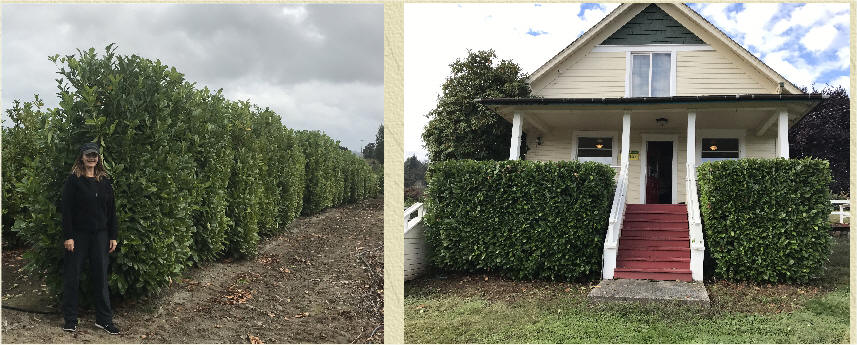 10 Cherry Laurel Evergreen Hedging Plants 2.5-3 ft Bare Root Multi Stem A+