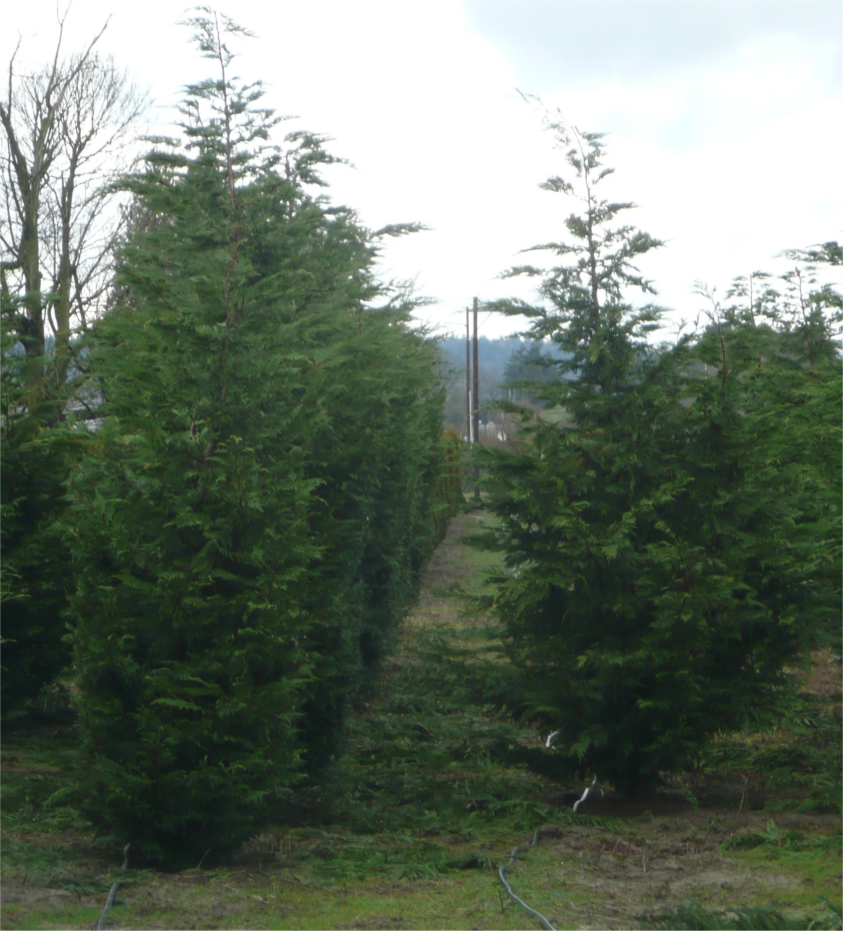 Leyland Cypress trees available in Washington State_We
