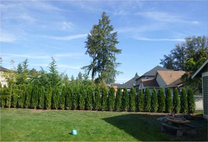 Emerald Green Arborvitae Growth Chart