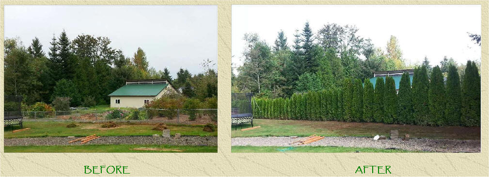 Emerald Green Arborvitae privacy screening