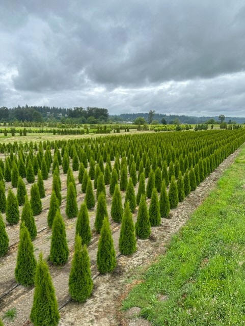 Emerald Green Arborvitae at the farm