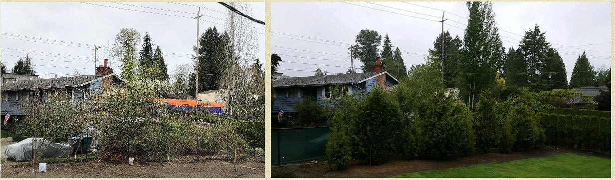 Schipka Laurel before and after