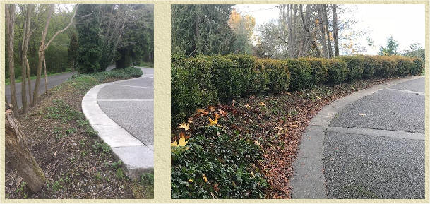 Boxwood hedge before and after