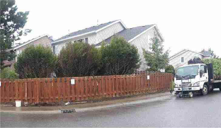 Dwarf-Leaf English Laurel