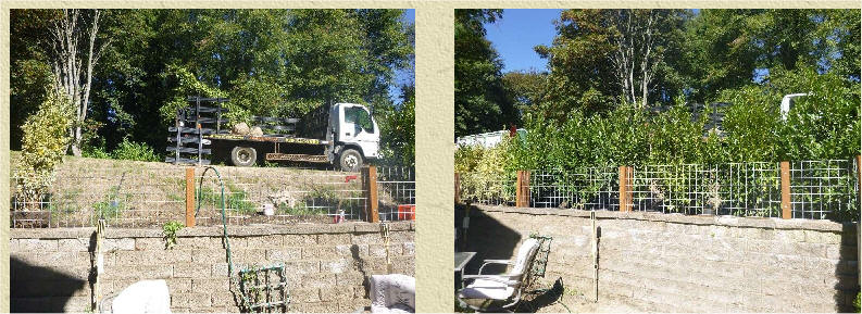 English Laurel before and after