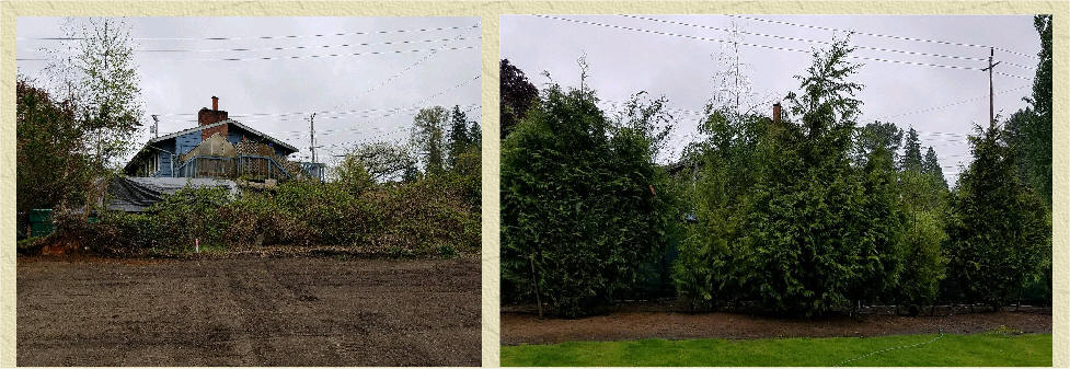 Excelsa Cedar before and after