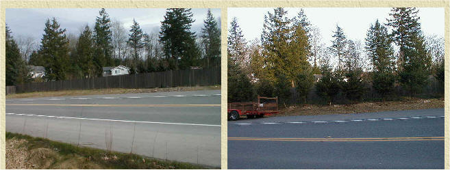 Excelsa Cedar screening a road