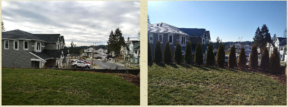 Arborvitae before and after