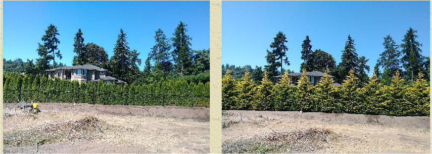 Gold Rider Cypress before and after