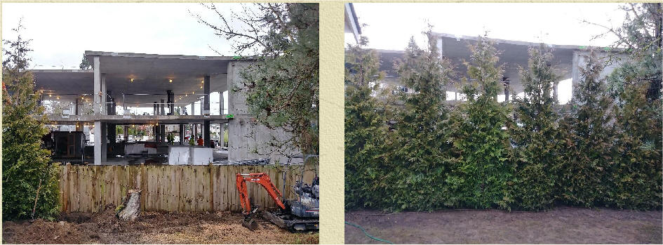 Green Giant Arborvitae before and after projects