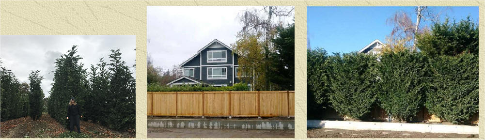 Hedged Leyland Cypress in fields and Before After project