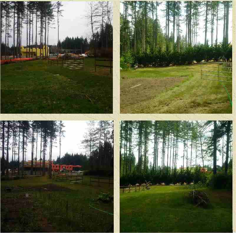 Excelsa Cedar screening an elementary school