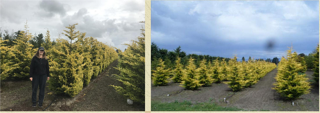 Gold Rider Cypress hedged and natural