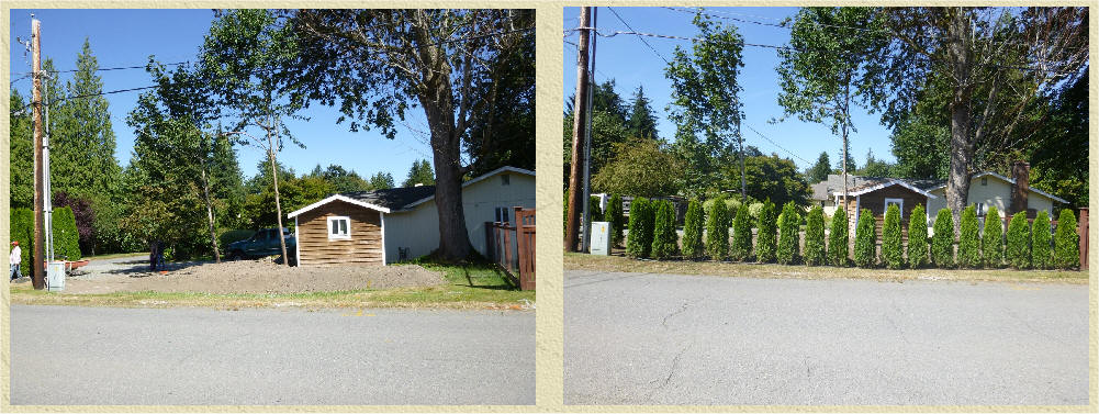 Smaller Arborvitae spaced wider