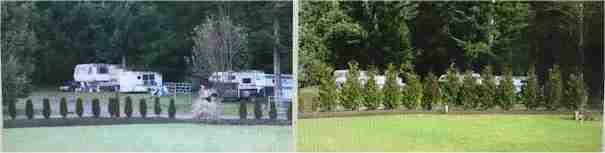 Excelsa Cedar Before and After replacing arborvitae