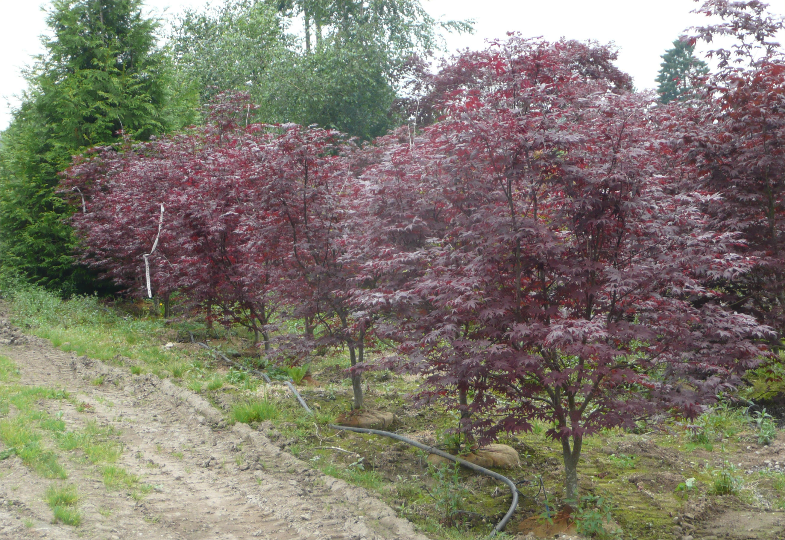Bloodgood Japanese Maple