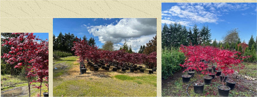 Bloodgood Japanese Maple