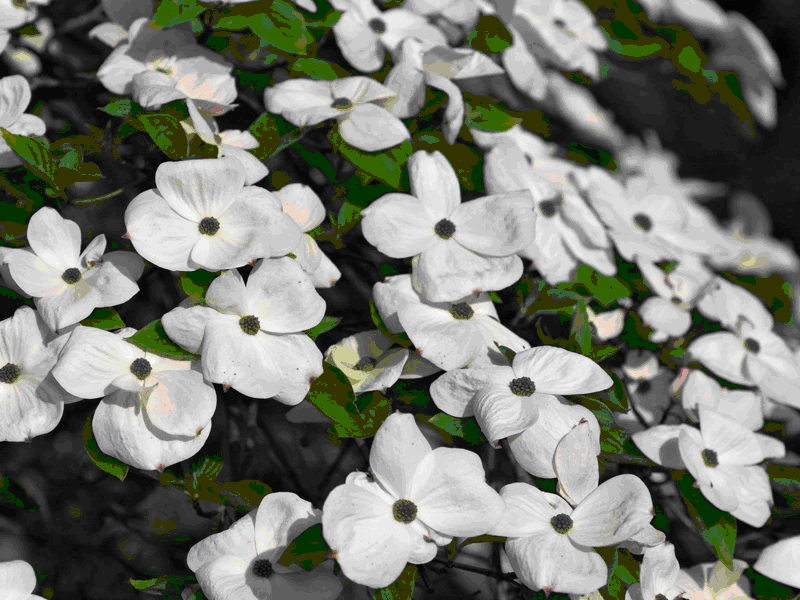 Eddie's White Wonder Dogwood white flowers