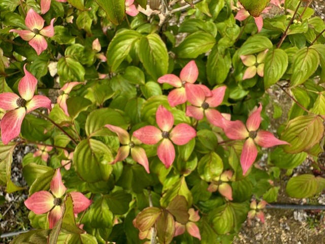 Satomi Dogwood