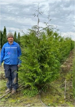 Excelsa Cedar at our River Growing Fields