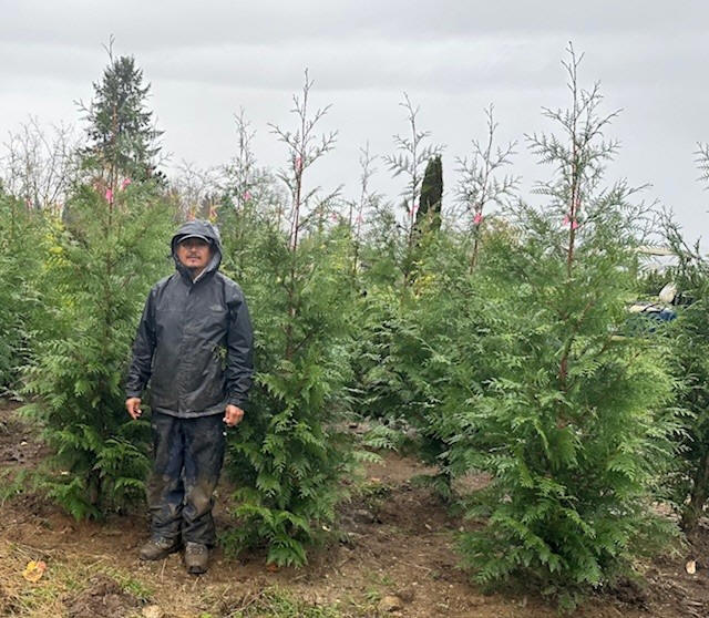 Excelsa Cedar planted for privacy