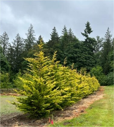 Gold Rider Cypress at our Snohomish tree farm
