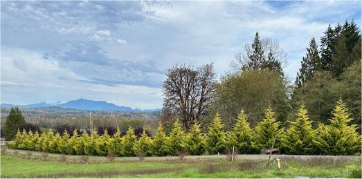 Gold Rider Cypress project