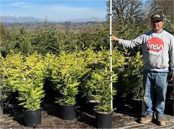 Gold Rider Cypress at our tree farm