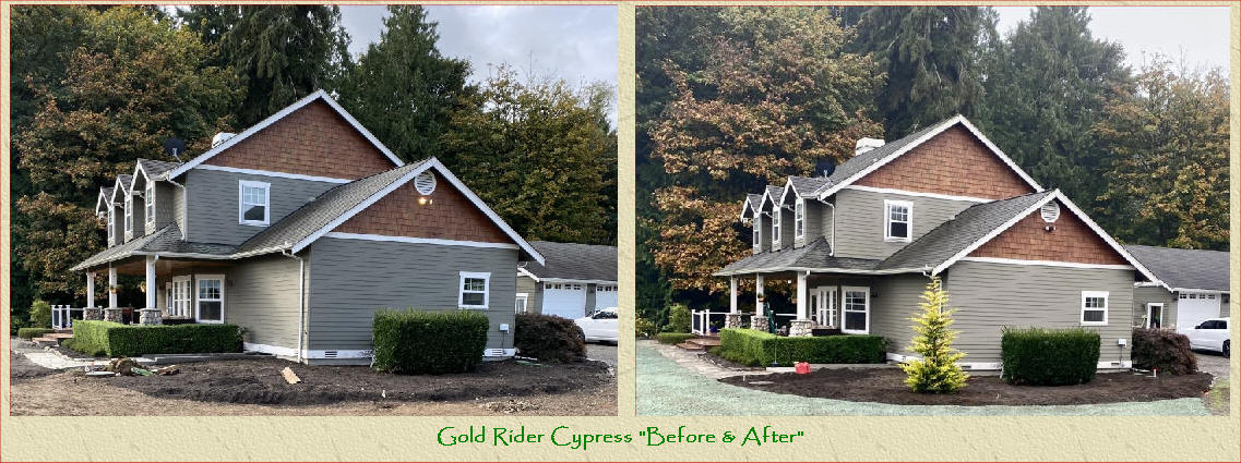 Gold Rider Cypress hedged and natural forms