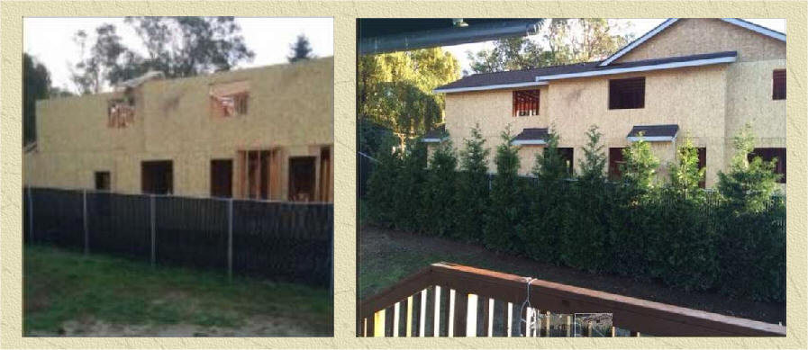 Green Giant before and after