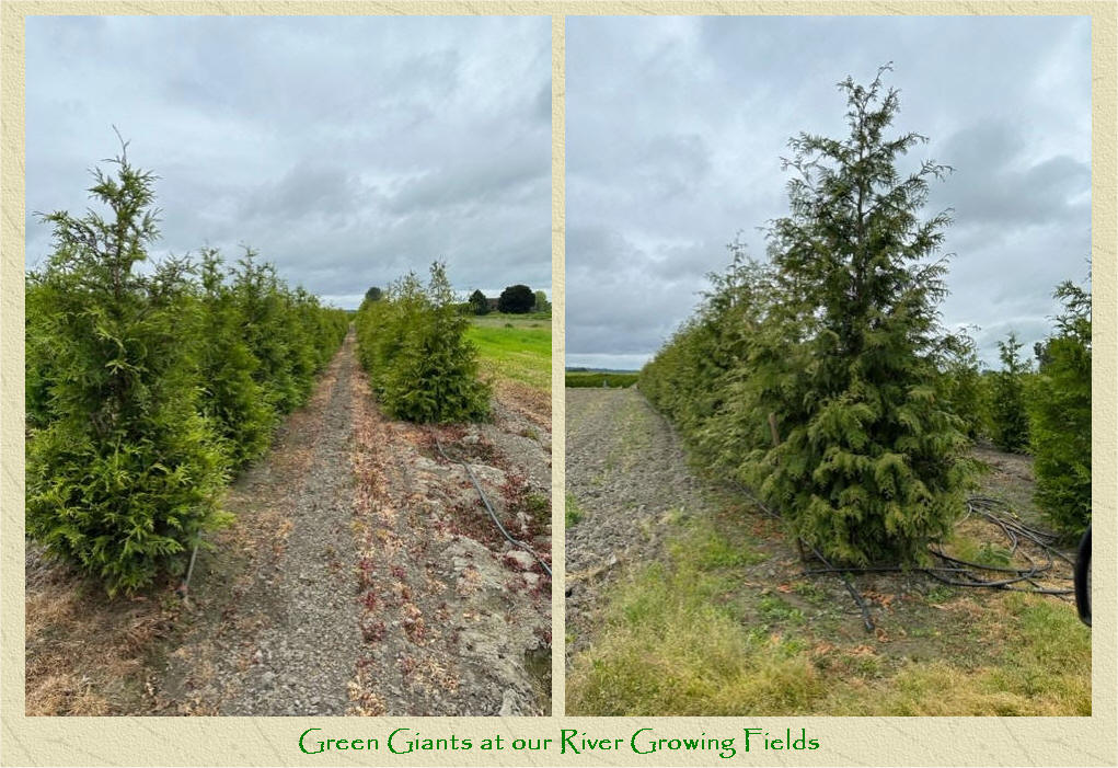 Green Giant Arborvitae project