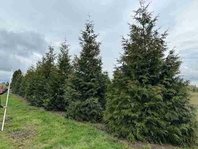 Green Giant Arborvitae