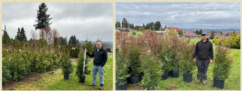 Green Giant Arborvitae